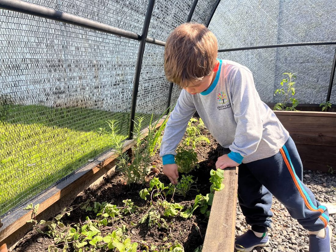 Menino cuidando de uma horta, mexendo nas ervas e plantas de um canteiro de madeira na escola
